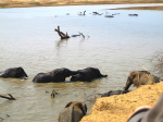im Luangwa N. P.