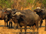 im Luangwa N. P.