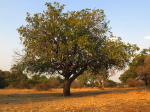 im Luangwa N. P.