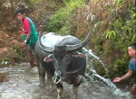 BueffelDusche