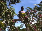 KnabeImBaum