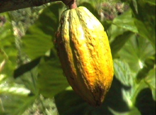 KakaoFrucht