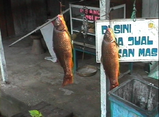 TentenaIkanMas