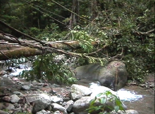 DumogaBoneNP1