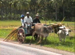 Bambustransport