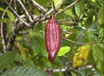 KakaoRot