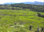 TorajaReis