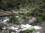 DumogaBoneNP1