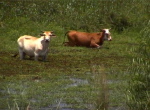 Esteros del Iberá