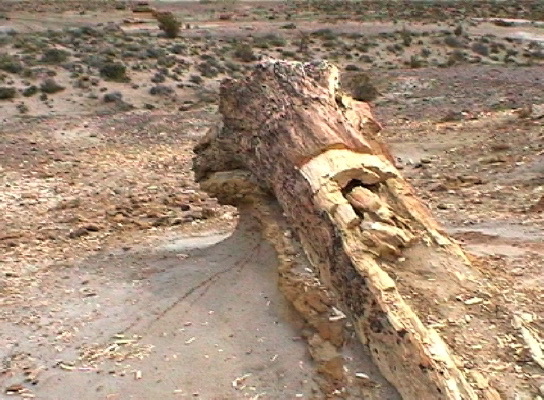 Bosque Petrificado bei Sarmiento