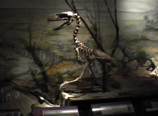 Museum Trelew