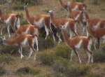 Guanacos bei Camarones