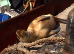im Hafen vonC  Rivadavia