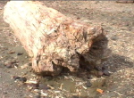 Bosque Petrificado bei Sarmiento 3