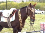 Rio Mayo Festival 2
