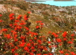 am Lago Nordenskjöld