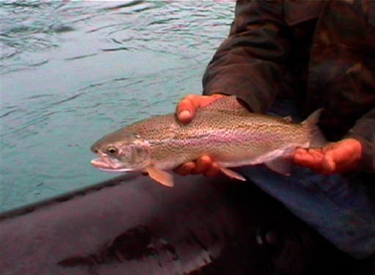 Trucha arco iris