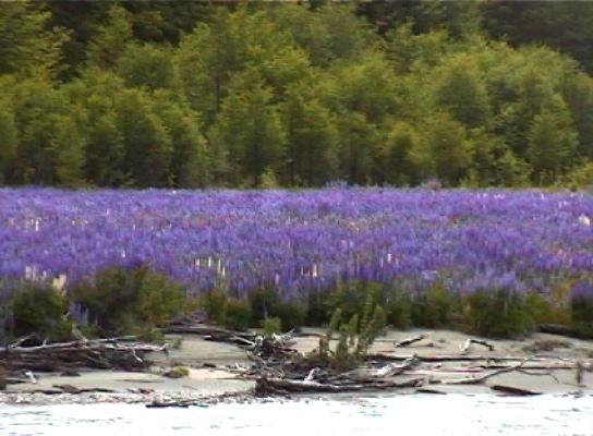 patagonischer Sommer1