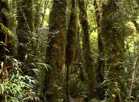 im Parque Pumalin1
