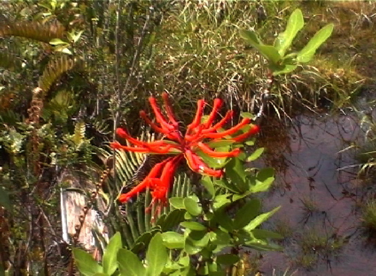 im Parque Pumalin3