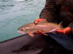Trucha arco iris