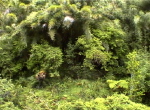kalter Regenwald