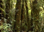 im Parque Pumalin1