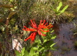 im Parque Pumalin3