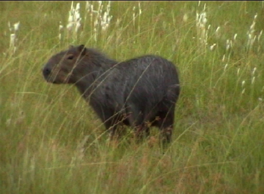 Esteros del Iberá, Wasserschwein