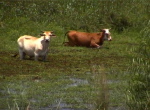 Esteros del Iberá2