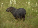 Esteros del Iberá, Wasserschwein