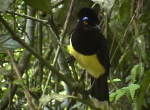 Iguazú8