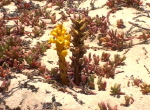 Strand in Sal2