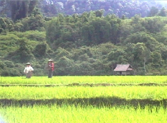 TreckingLuangNamtha14