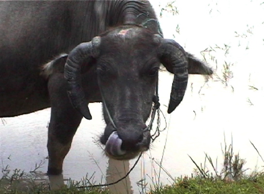SiPhanDon2
