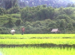 TreckingLuangNamtha14