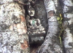 MuangSing2
