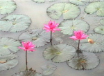 Hongsa5