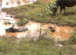 MuangKhong3