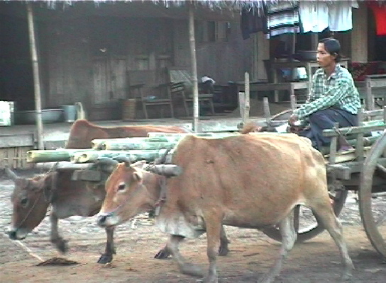 Indawgyi4