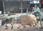 Indawgyi4