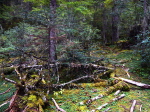 Patatso NP
