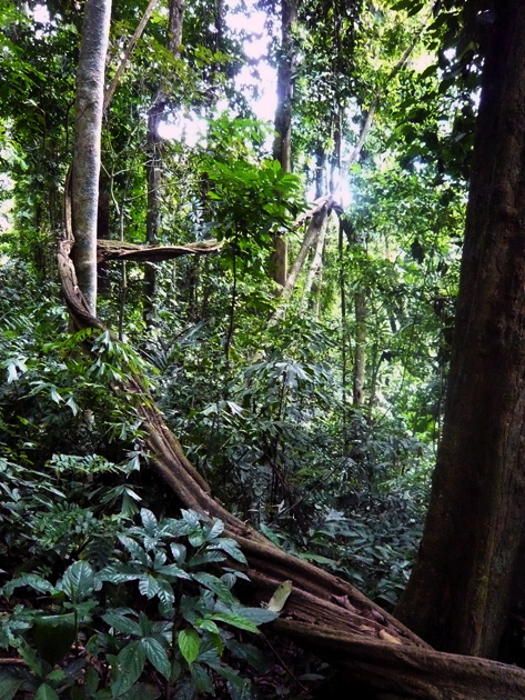 Cuc-Phuong NP 1