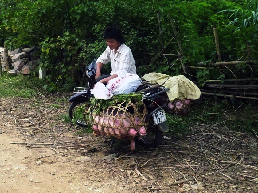 Viehtransport
