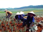 Ananas 1