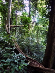 Cuc-Phuong NP 1