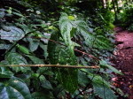 Cuc-Phuong NP Liebesakt
