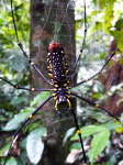 Cuc-Phuong NP 2