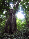 Cuc-Phuong NP 3