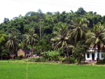 Paradies 4
